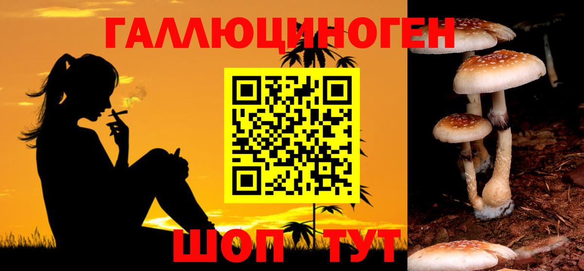 Псилоцибиновые грибы Psilocybine cubensis Холмск